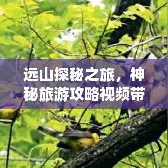 远山探秘之旅，神秘旅游攻略视频带你畅游未知境地
